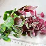 Гілочка евкаліпту, 22 см, фото 3