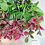 Гілочка евкаліпту, 22 см, фото 2