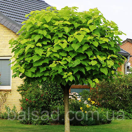 Катальпа Нана на штамбі / h 180-220 / Catalpa bignonioides Nana, фото 1