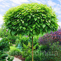 Катальпа Нана на штамбі / h 180-220 / Catalpa bignonioides Nana, фото 4