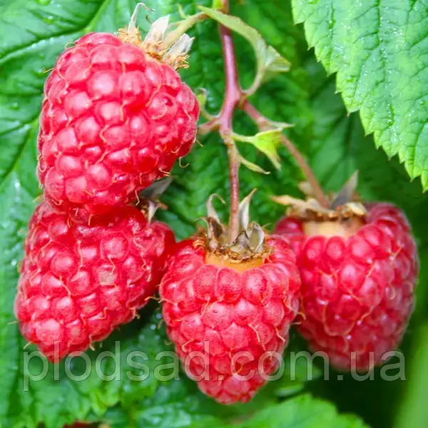 Малина Брайс (ремонтантна, крупноплідна)