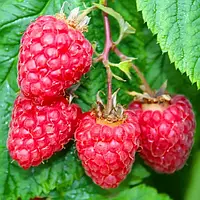 Малина Брайс (ремонтантна, крупноплідна)