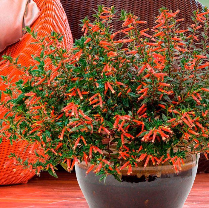 Куфея Мікс (червона, біла, фіолетова), фото 1