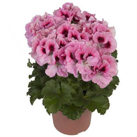Пеларгонія королівська Aristo pink (висота 15-25 см)