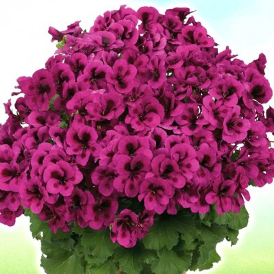 Пеларгонія королевська Purple (висота 15-25 см)
