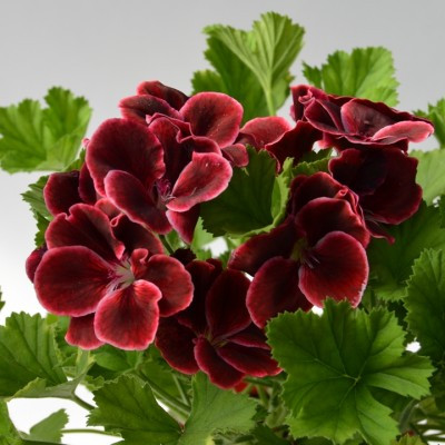 Пеларгонія королівська Red beauty (висота 15-25 см)