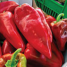 Насіння перцю солодкого Каптур F1 Seminis/Нідерланди 10 шт, фото 3