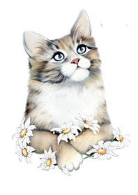 Котики