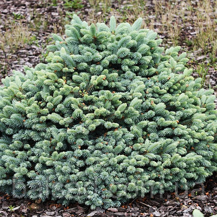 Ялина колюча Глаука Компакта / С5 / d 20-30 / Picea Compacta, фото 3