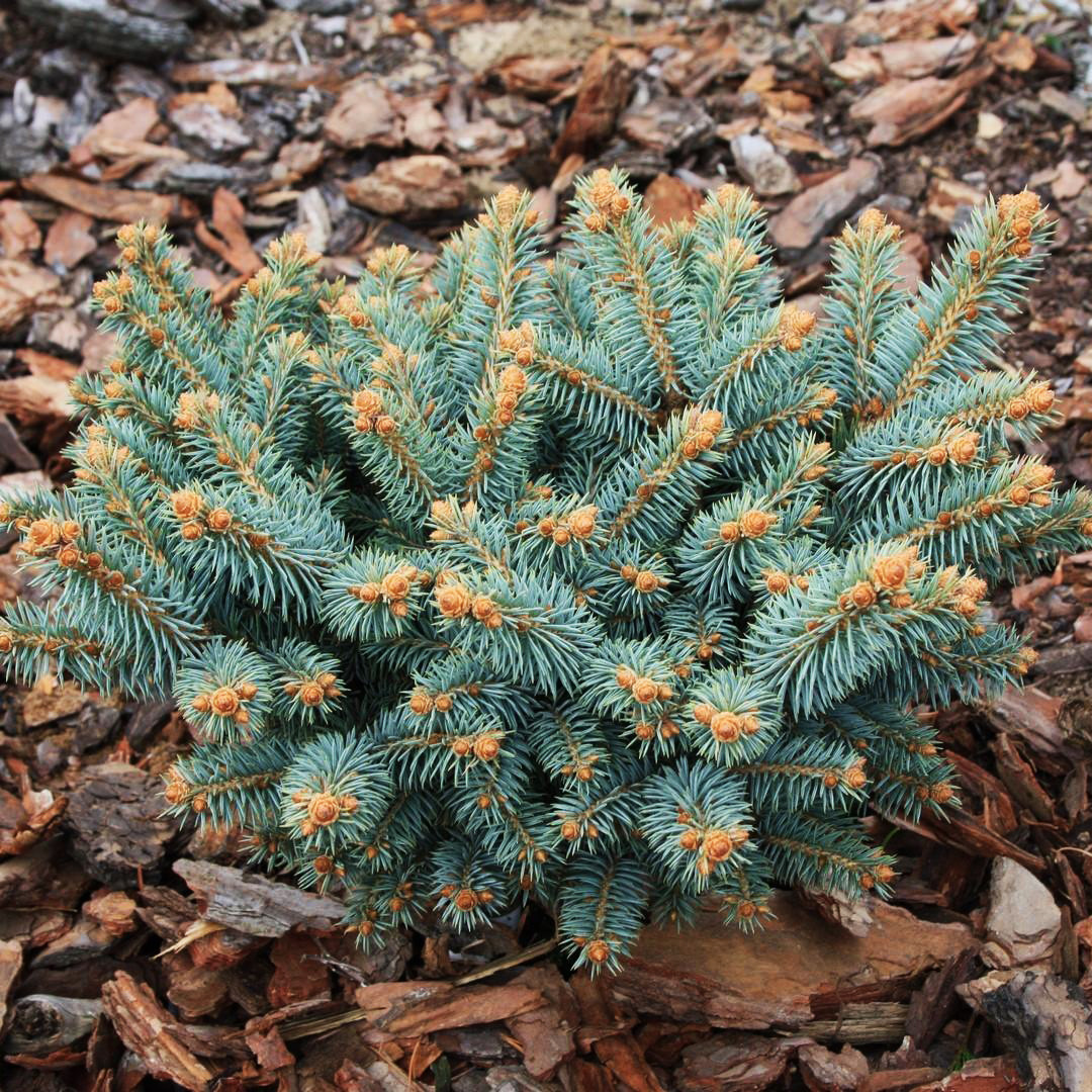 Ель колючая Глаука Компакта / С5 / d 20-30 / Picea Compacta - фото 1 - id-p1532719547