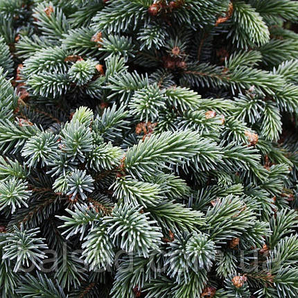 Ялина глаука Джозеф Райс / С5 / h 30-40 / Picea glauca Joseph Rys, фото 1