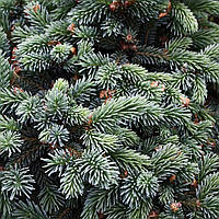 Ель глаука Джозеф Райс / С5 / d 20-30 / Picea glauca Joseph Rys