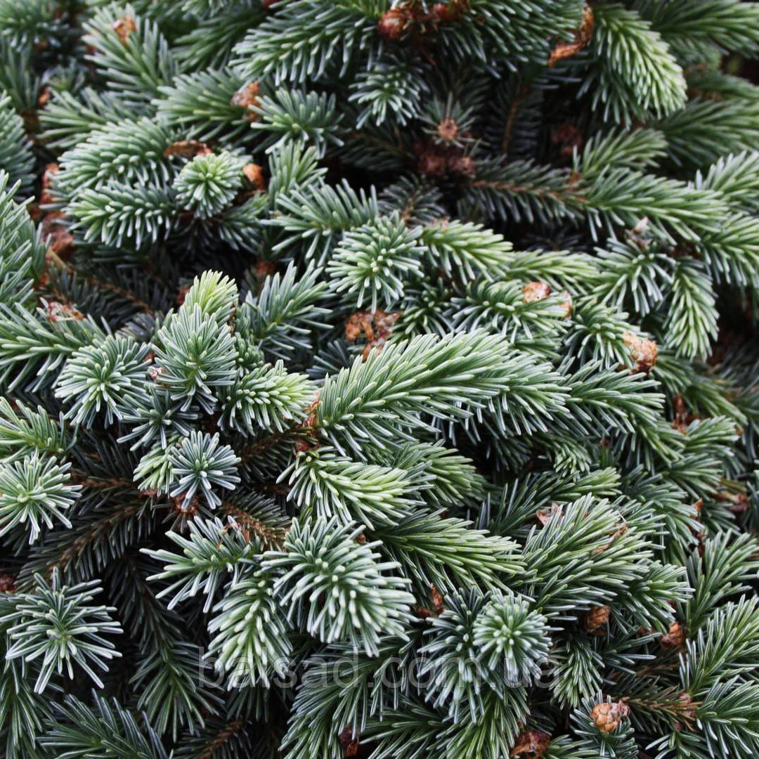 Ялина глаука Джозеф Райс / С5 / h 30-40 / Picea glauca Joseph Rys