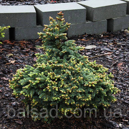 Ялина глаука Джозеф Райс / С5 / h 30-40 / Picea glauca Joseph Rys, фото 3