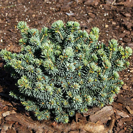 Ялина глаука Сесілія / С5 / d 15-25 / Picea glauca Cecilia, фото 2