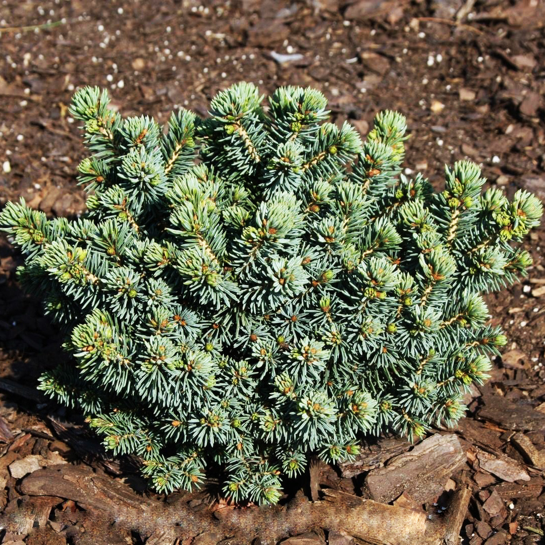 Ель глаука Сесилия / С5 / d 15-25 / Picea glauca Cecilia - фото 1 - id-p2042716971