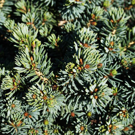 Ялина глаука Сесілія / С5 / d 15-25 / Picea glauca Cecilia, фото 2