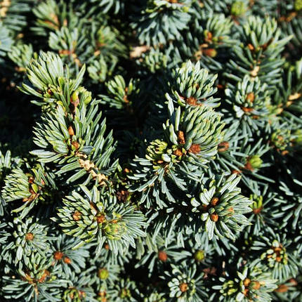Ялина глаука Сесілія / С5 / h 20-30 / Picea glauca Cecilia, фото 2