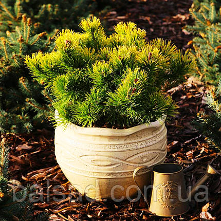 Сосна Літтл Голд Стар / С5 / Штамб h 80-95/ Pinus Little Gold Star, фото 4
