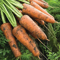 Морква Кордоба F1 Bejo Zaden/Нідерланди 0,5 г