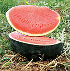 Кавун Ред Стар F1 Nunhems/Нідерланди 5 шт, фото 6