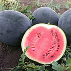 Кавун Ред Стар F1 Nunhems/Нідерланди 5 шт, фото 8