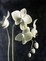 Алмазная мозаика на подрамнике Цвет орхидеи 40x50см DM-115 Полная зашивка. Набор алмазной вышивки