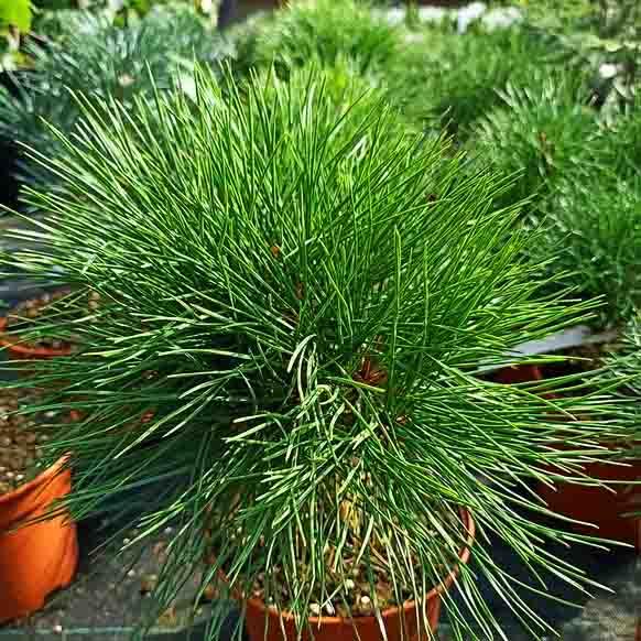 Сосна густоквіткова Кім / С5 / h 25-35 / Pinus densiflora Kim