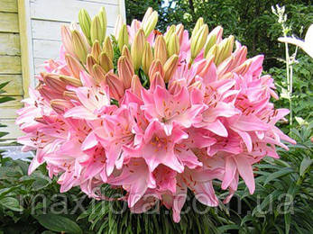 Лілія Marlene 12/14, фото 1