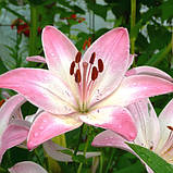 Лілія Marlene 12/14, фото 2