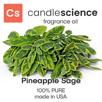 Аромаолія CandleScience - Pineapple Sage (Шавлія ананасова), 5 мл