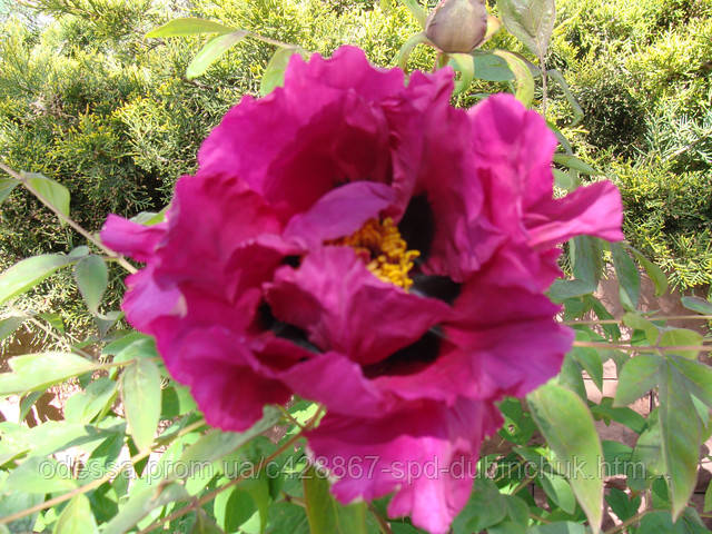 Пион Древовидный Семена — в Категории "Рассада и Саженцы Цветов" на ...