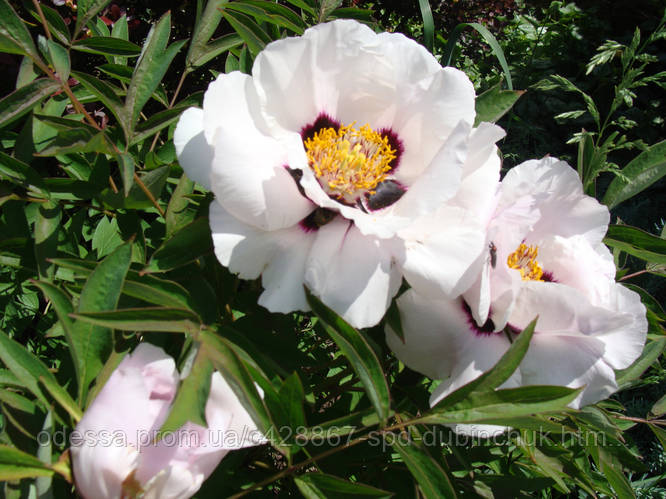 Купить Пион древовидный семена, цена 14 ₴ — Prom.ua (ID#119113073)