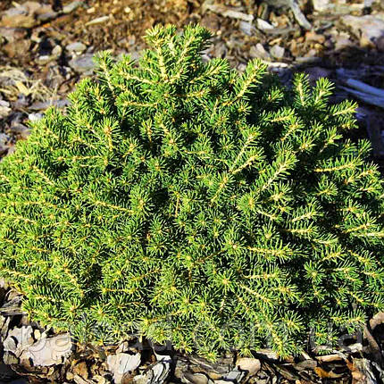 Ялина звичайна Денс Дварф / h 40-50 / Picea abies Dan's Dwarf, фото 2