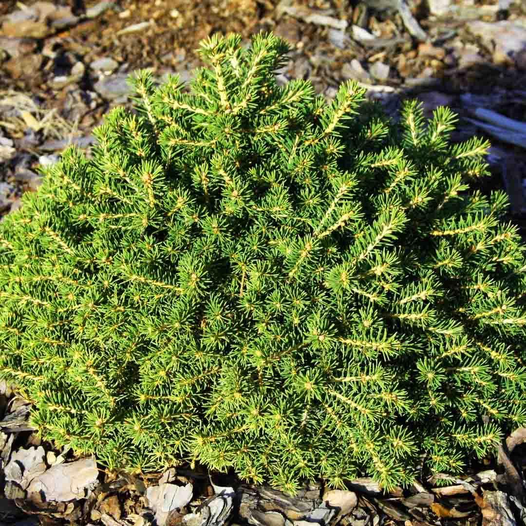 Ель обыкновенная Денс Дварф / h 40-50 / Picea abies Dan's Dwarf - фото 1 - id-p2043573690