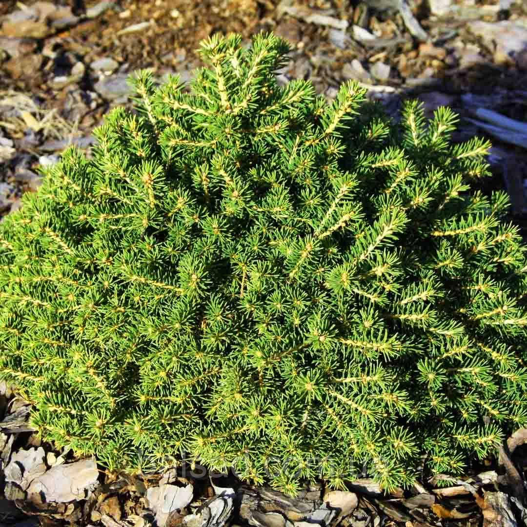 Ялина звичайна Денс Дварф / h 40-50 / Picea abies Dan's Dwarf