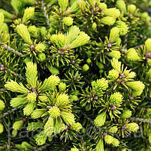 Ялина звичайна Денс Дварф / h 40-50 / Picea abies Dan's Dwarf, фото 3