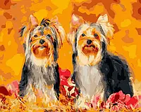 Картина Малювання за номерами Собаки 40х50 Картини по цифрах на полотні Два йорки Rainbow Art GX45098