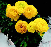 Лютик жовтий 6/7