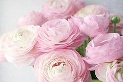 Лютик світло-рожевий 6/7