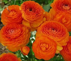 Лютик помаранчевий 6/7