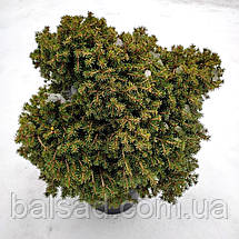 Ялина звичайна Денс Дварф / h 40-50 / Picea abies Dan's Dwarf, фото 3