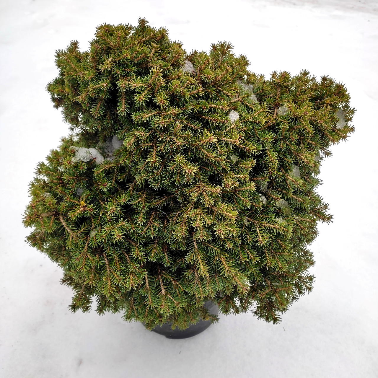 Ель обыкновенная Денс Дварф / h 40-50 / Picea abies Dan's Dwarf - фото 3 - id-p2043573690