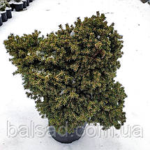 Ялина звичайна Денс Дварф / h 40-50 / Picea abies Dan's Dwarf, фото 6