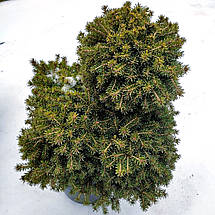 Ялина звичайна Денс Дварф / h 40-50 / Picea abies Dan's Dwarf, фото 2