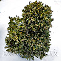 Ялина звичайна Денс Дварф / h 40-50 / Picea abies Dan's Dwarf, фото 5