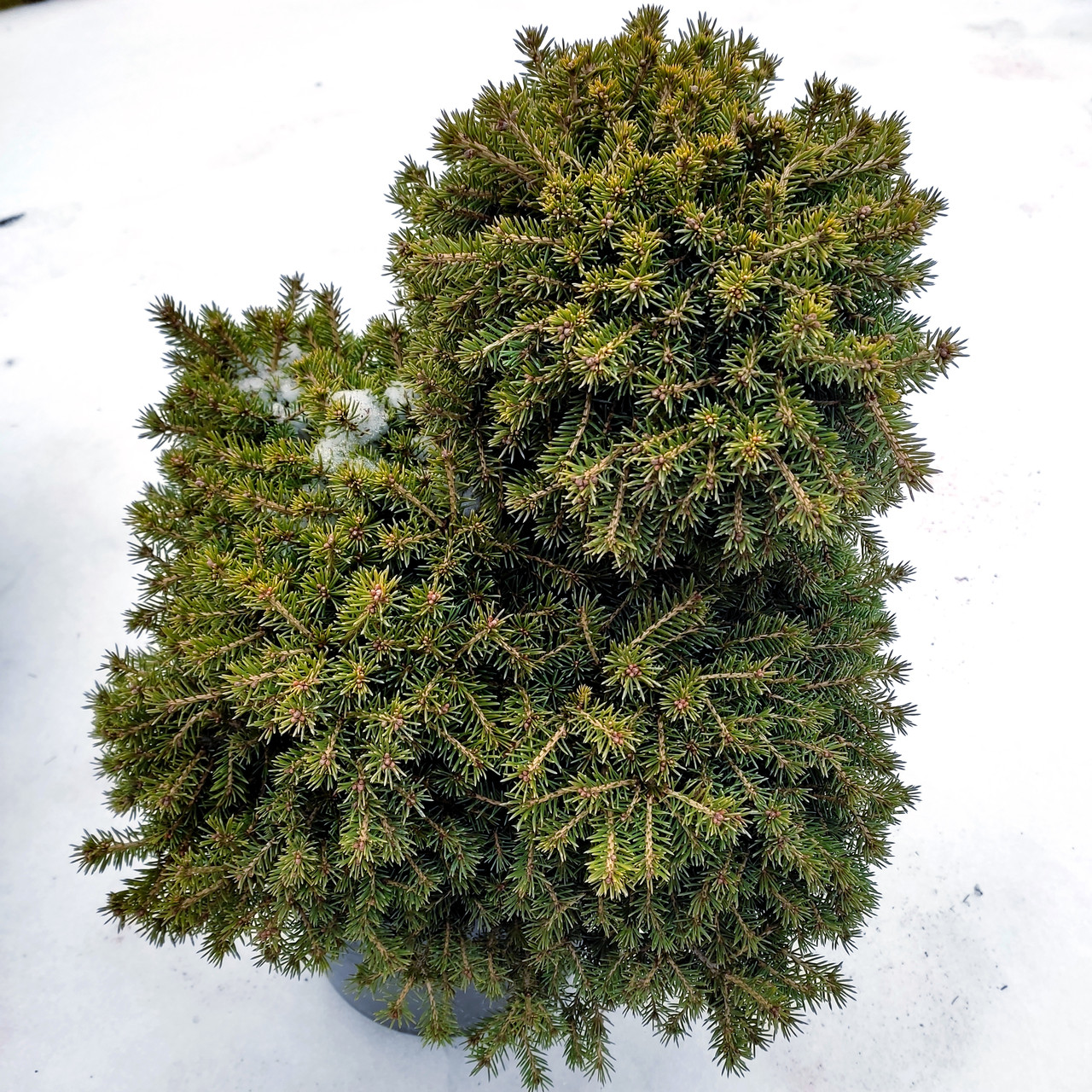 Ель обыкновенная Денс Дварф / h 40-50 / Picea abies Dan's Dwarf - фото 4 - id-p2043573690