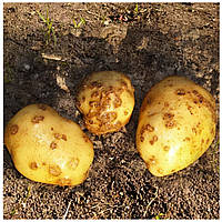 Різоктоніоз або чорна парша бульб