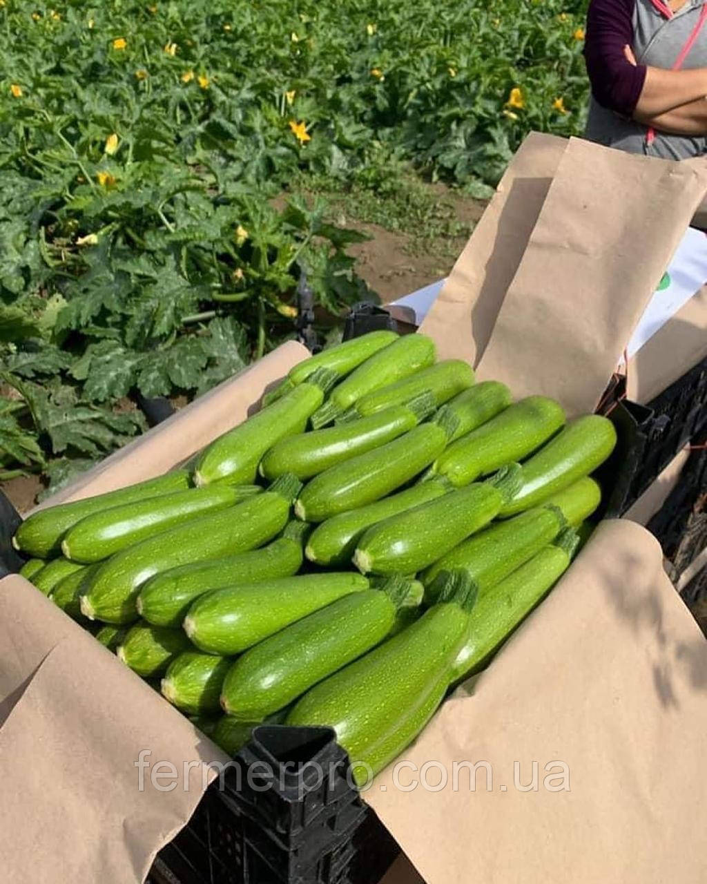 Насіння кабачка ІмператорF1, 500 насінин, Sakata, фото 1