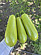 Насіння кабачка Ківі F1, 500 насінин, Sakata, фото 3